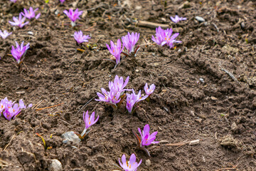 Group of wild saffron plants on brown soil