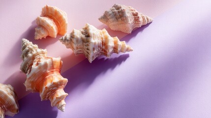 Seashells arranged on a pastel pink and purple background with dramatic lighting