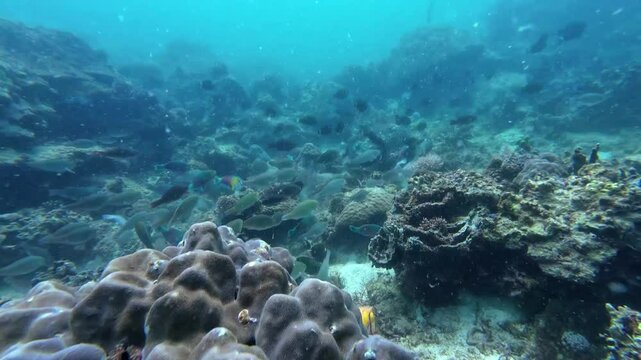Underwater sea ocean water with beautiful diverse corals and fishes swimming 