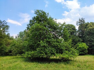 Fototapeta premium Beautiful nature photos