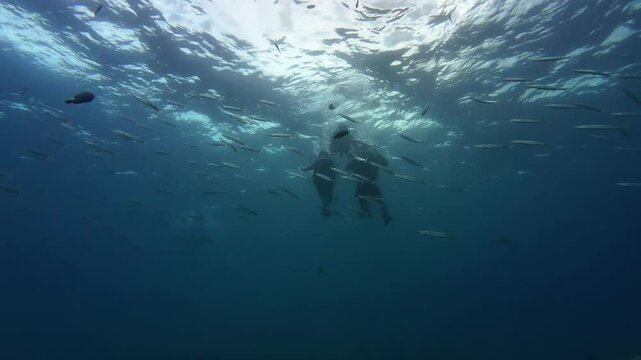 Underwater sea ocean water with beautiful diverse corals and fishes swimming 