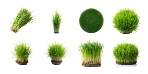 A collection of vibrant green grass sprouts and bundles isolated on transparent background