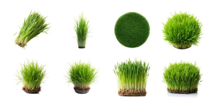 A collection of vibrant green grass sprouts and bundles isolated on transparent background