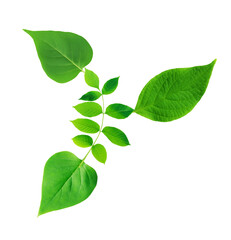 Green Leaves