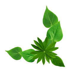 Green Leaves