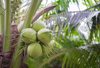 Coconut fruit on the tree in the garden, stock photo