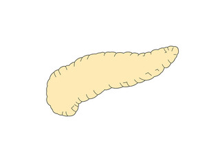 消化器の解剖生理　膵臓　文字なし