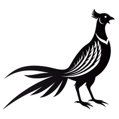rooster isolated on white background