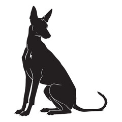 Beautiful Pharaoh Hound digital black image, an elegant graphic for your creative projects - Pharaoh Hound silhouette - Pharaoh Hound Vector - Silhouette of Pharaoh Hound - dog silhouette

