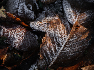 Gel sur les feuilles tombé au sol