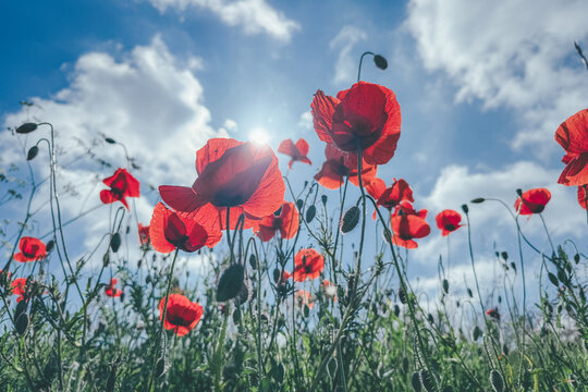 Fototapeta poppy flowers in field