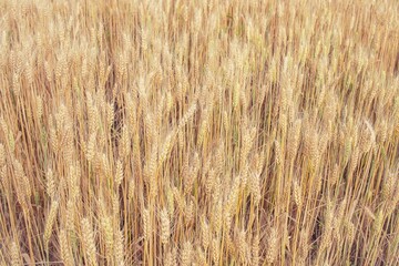 Ears of wheat on the field. Dry yellow straw background. Rich harvest concept. Shallow depth of...