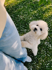 Adorable small white dog standing on its hind legs, playfully interacting with its owner amidst...