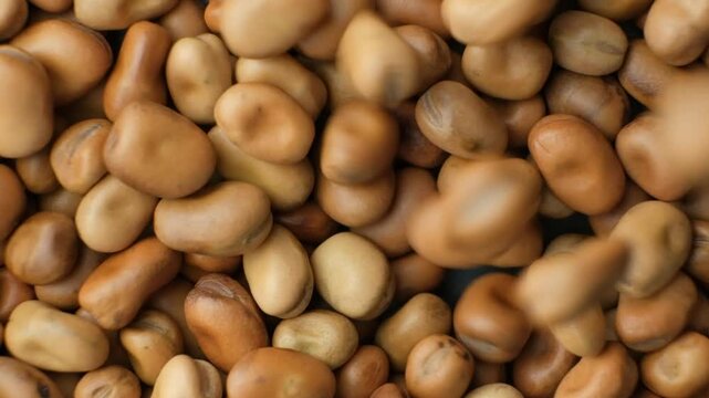 Whole dried raw uncooked vicia faba beans pour slow motion
