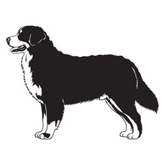 Bernese Mountain Dog