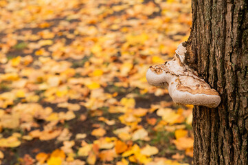 a large tinder mushroom grows on a tree