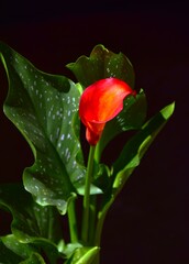 red cale on black background