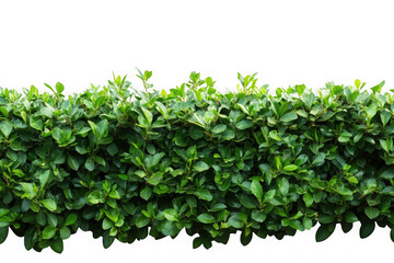 Obraz premium Green hedge plant isolated on transparent background