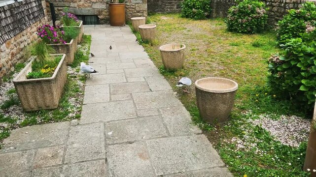 Seagulls walk along the stone slabs and green grass of the ancient courtyard in the Mont-Saint-Michel Abbey, Normandy, France.