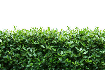Obraz premium Green hedge with dark background isolated on transparent background