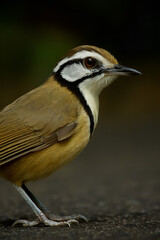 Fototapeta premium Close-up Portrait of a White-browed Scimitar Babbler on the Ground in Natural Habitat