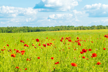 Red poppies in a meadow, cloudy sky and sunlight. Summer landscape.