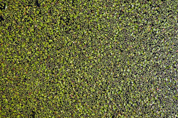 Many small water plants on the pond backwater as background top view close-up