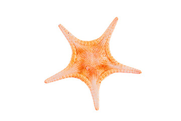 Starfish isolated on white background.