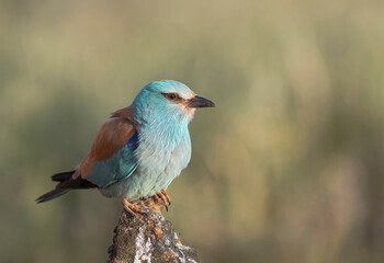 Fototapeta premium European Roller Bird Perched on a Rock with Soft Background