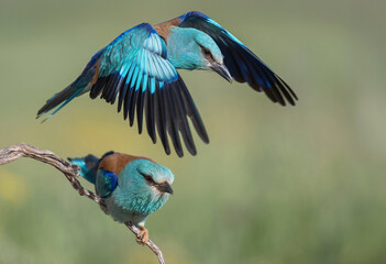 Two European Rollers: One Landing, One Perched