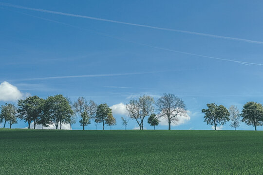 trees in the field