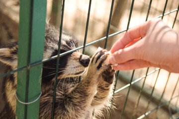 Feeding a raccoon in the zoo