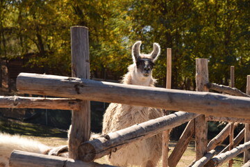Big alpaca  © Lucho