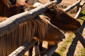 Brown ponies in the zoo