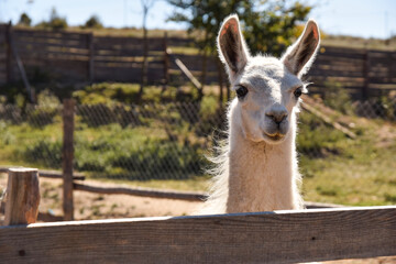 Curious white llama looking over wooden fence on sunny day at farm © Lucho