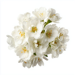 Obraz premium Delicate White Blossoms in Springtime , white background cut out PNG