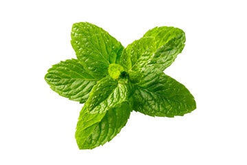 Fresh green mint leaves isolated on transparent background, vibrant color