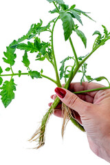 Healthy tomato plant being held with care