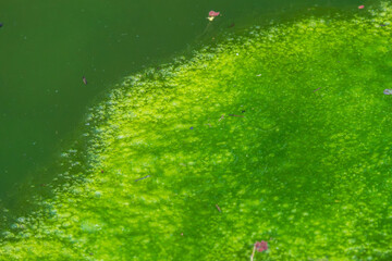 夏の池　水面に浮かぶ緑色の藻類11