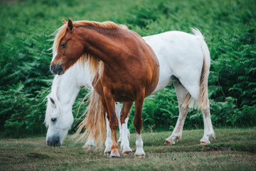 two wild horses in the mountain
