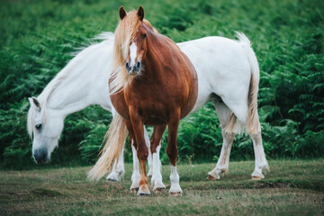 two horses in the field