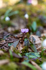 Cyclamen, Forest Floor, Spring: Wildflower blooms in woodland, showcasing delicate petals amidst...