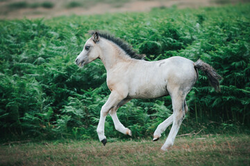white wild pony running free in the mountains