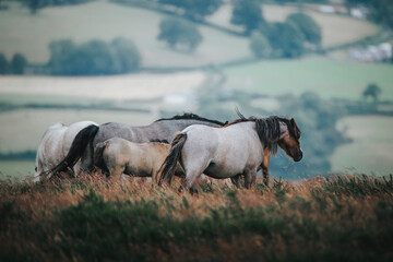 wild horses in the mountain