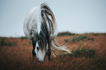 wild horse in the field