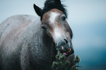 portrait of a wild horse eating grass in the mountain