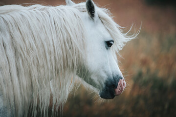 white horse in the field