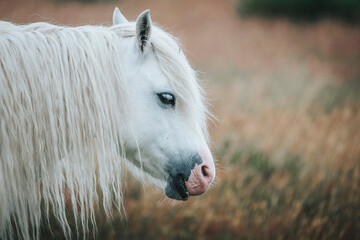 white horse portrait