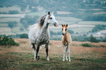 new borne pony with a white horse in the field