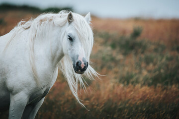 portrait of a white wild horse